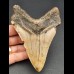 12,2 cm dolchförmiger Zahn des Megalodon