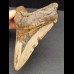 12,2 cm dolchförmiger Zahn des Megalodon