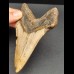 12.2 cm dagger-shaped tooth of Megalodon