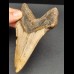 12,2 cm dolchförmiger Zahn des Megalodon