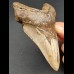 12,2 cm dolchförmiger Zahn des Megalodon