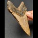 12,2 cm dolchförmiger Zahn des Megalodon