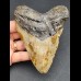 11,7 cm großer Zahn des Megalodon
