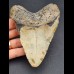 11,7 cm großer Zahn des Megalodon