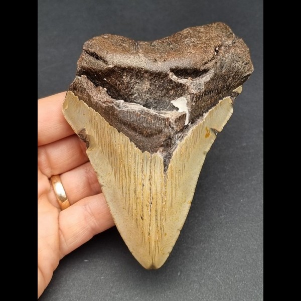 11,9 cm großer Zahn des Megalodon