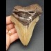 11,9 cm großer Zahn des Megalodon