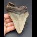 11.9 cm large tooth of the Megalodon