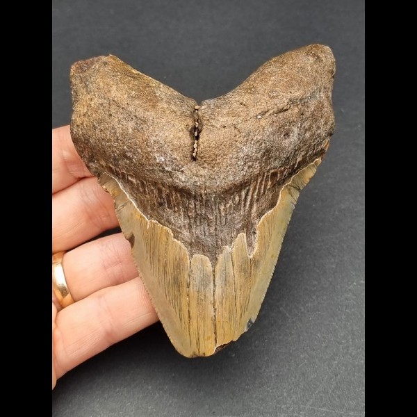11,0 cm großes Zahnfragment des Megalodon