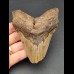 11,0 cm großes Zahnfragment des Megalodon