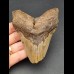 11.0 cm large tooth fragment of the Megalodon
