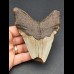11.0 cm large tooth fragment of the Megalodon