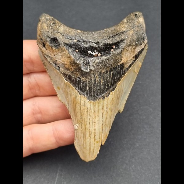 9,2 cm großer Zahn des Megalodon