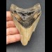 9,2 cm großer Zahn des Megalodon