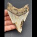 9.2 cm large tooth of the Megalodon