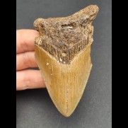 9,5 cm reddish tooth fragment of Megalodon