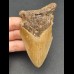 9,5 cm reddish tooth fragment of Megalodon