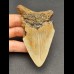9,5 cm reddish tooth fragment of Megalodon