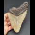 13,1 cm large tooth of Carcharocles Megalodon