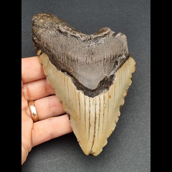 13,1 cm großer Zahn des Carcharocles Megalodon