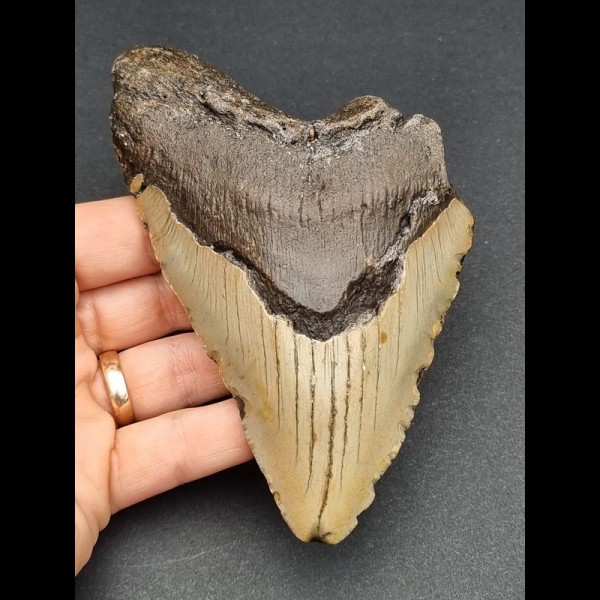 13,1 cm large tooth of Carcharocles Megalodon