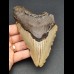 13,1 cm großer Zahn des Carcharocles Megalodon