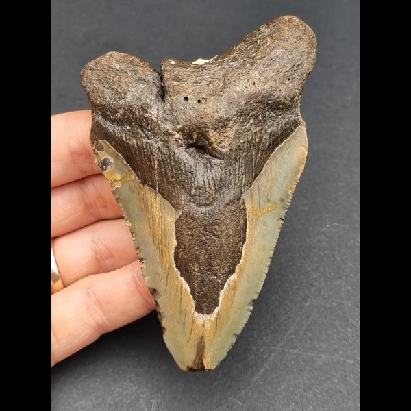10,3 cm Zahn des Megalodon