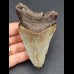 10,3 cm Zahn des Megalodon