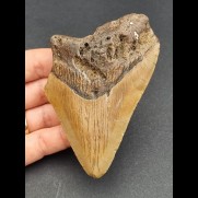 10,0 cm large reddish colored tooth of Megalodon