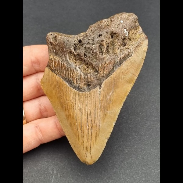 10,0 cm großer rötlich gefärbter Zahn des Megalodon