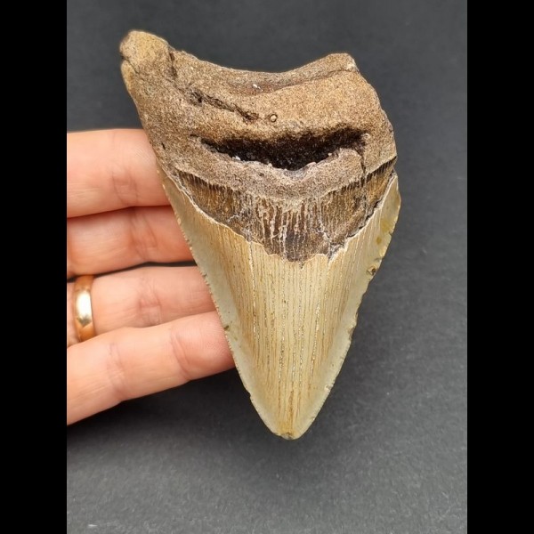 10,3 cm großer Zahn des Megalodon