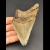 10,3 cm großer Zahn des Megalodon