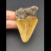 7,0 cm reddishtooth of Megalodon