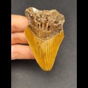 7,0 cm rötlicherZahn des Megalodon