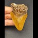 7,0 cm reddishtooth of Megalodon