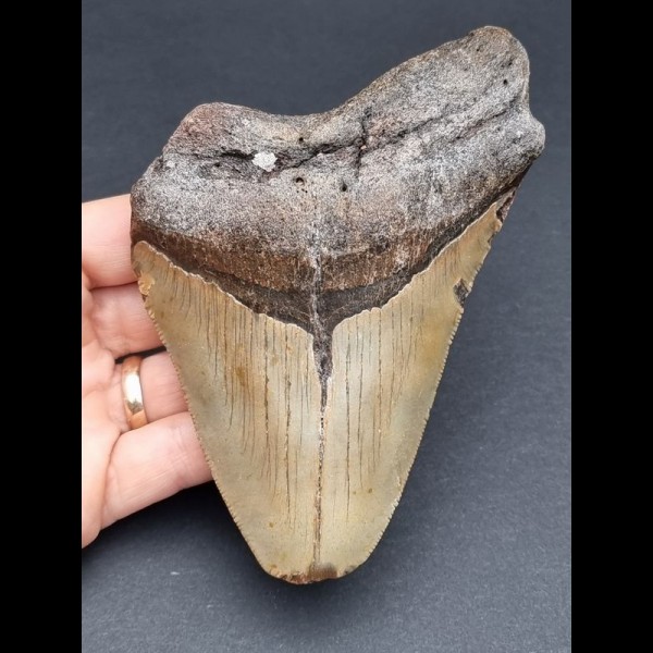 13,3 cm großer Zahn des Megalodon mit Zahnung