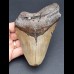 13,3 cm großer Zahn des Megalodon mit Zahnung