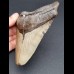 13,3 cm großer Zahn des Megalodon mit Zahnung