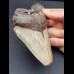 13,3 cm großer Zahn des Megalodon mit Zahnung