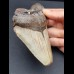 13.3 cm large tooth of Megalodon with serration