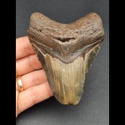 9,7 cm tooth of Megalodon 