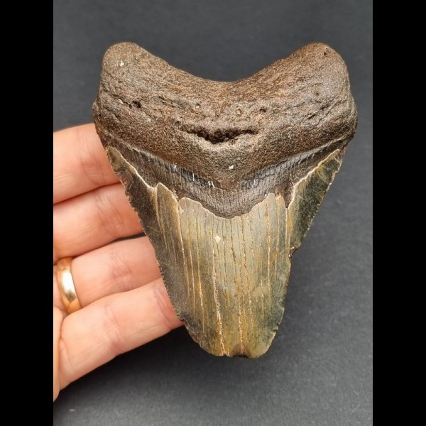 9,7 cm Zahn des Megalodon 