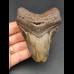 9,7 cm tooth of Megalodon 