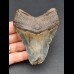 9,7 cm Zahn des Megalodon 