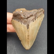 7,0 cm Zahn des Megalodon 