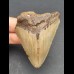7,0 cm tooth of Megalodon 