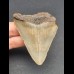 7,0 cm Zahn des Megalodon 