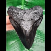 11.3 cm black tooth - replica of the megalodon