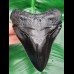11,3 cm schwarze Zahn - Replika des Megalodon