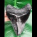 11,3 cm schwarze Zahn - Replika des Megalodon