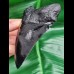 11,3 cm schwarze Zahn - Replika des Megalodon